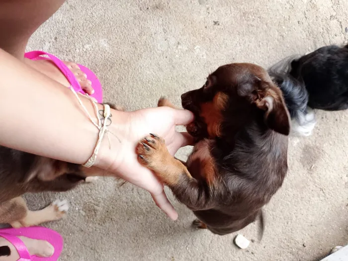 Cachorro raça SRD-ViraLata idade 2 a 6 meses nome Filhotes não tem nome 
