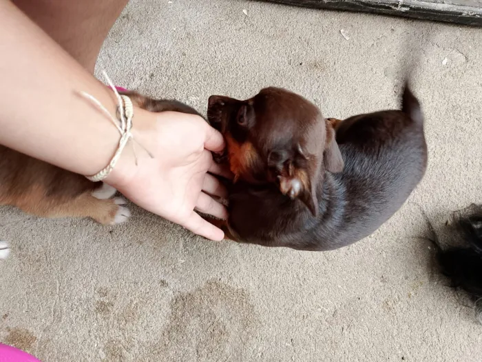 Cachorro raça SRD-ViraLata idade 2 a 6 meses nome Filhotes não tem nome 