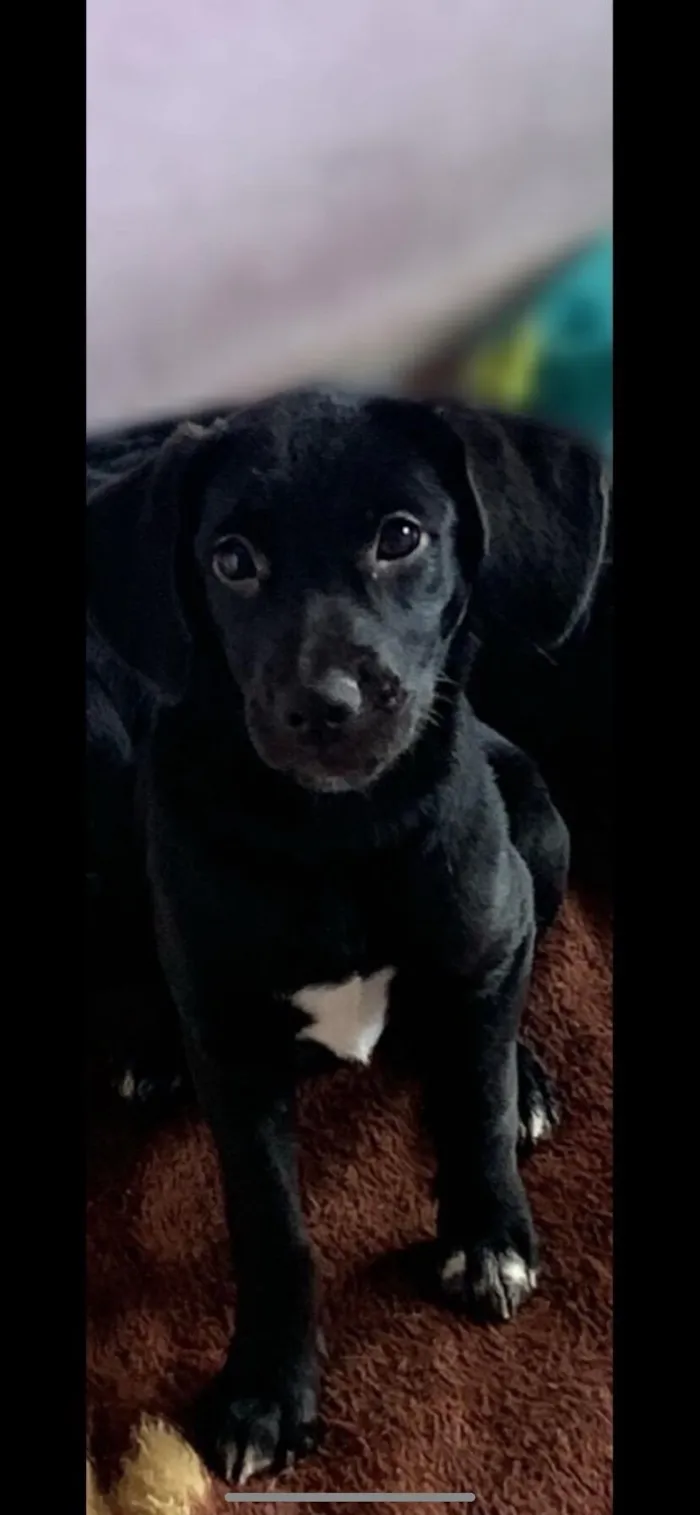 Cachorro raça SRD-ViraLata idade 1 ano nome Pandora