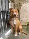 Cachorro raça Pit-Bull idade 1 ano nome Bruce
