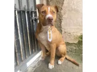 Cachorro raça Pit-Bull idade 1 ano nome Bruce