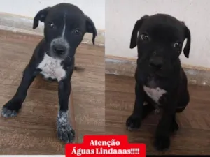Cachorro raça Perdigueiro idade Abaixo de 2 meses nome Sem nomes