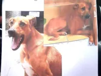 Cachorro raça SRD-ViraLata idade 6 ou mais anos nome Nina 
