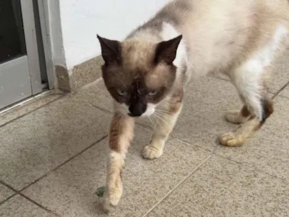 Gato raça Siamês idade 2 a 6 meses nome costelinha