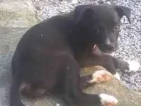 Cachorro raça SRD-ViraLata idade 2 a 6 meses nome Caipirinha