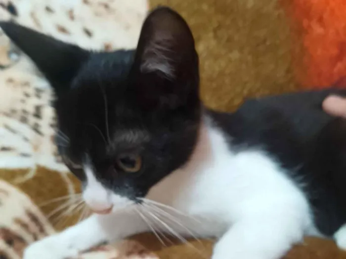 Gato raça SRD-ViraLata idade 2 a 6 meses nome Sem nome