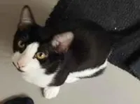 Gato raça SRD-ViraLata idade 2 a 6 meses nome Frajola