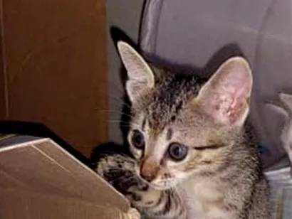 Gato raça SRD-ViraLata idade 2 a 6 meses nome Carneirinha