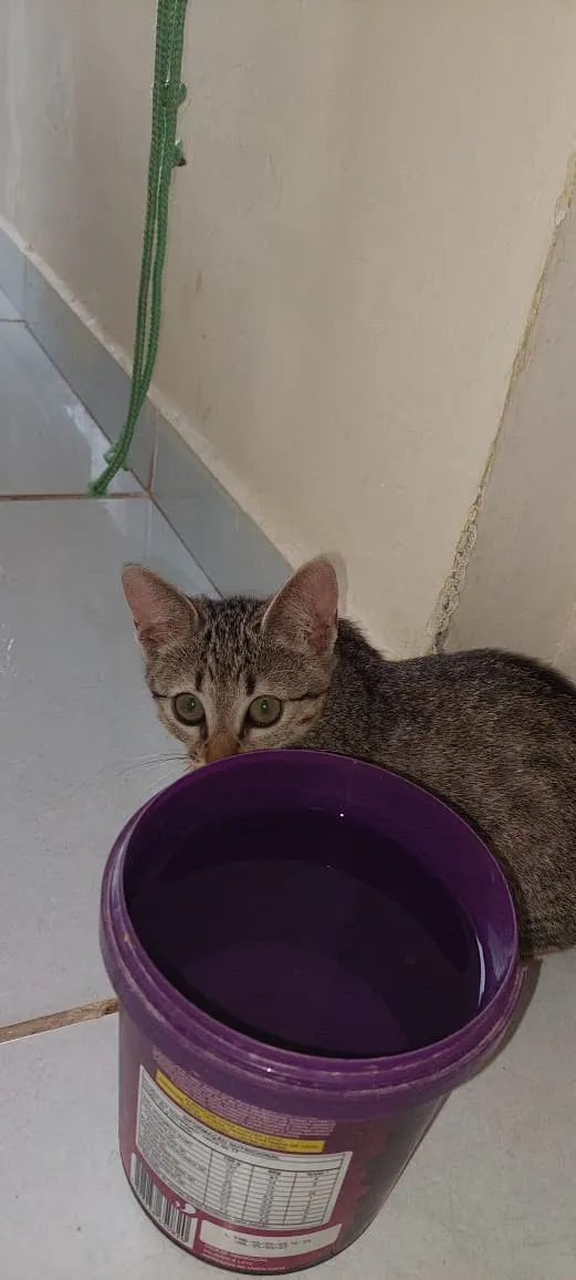 Gato raça SRD-ViraLata idade 2 a 6 meses nome Carneirinha