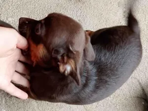 Cachorro raça SRD-ViraLata idade 2 a 6 meses nome Filhotes não tem nome 