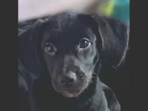 Cachorro raça SRD-ViraLata idade 1 ano nome Pandora
