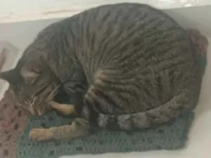 Gato raça SRD-ViraLata idade 2 anos nome Nina