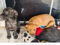 Cachorro raça Pit-Bull idade 2 a 6 meses nome Sem nome foi abandonado na minha porta