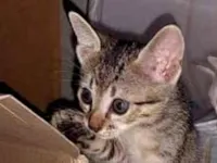 Gato raça SRD-ViraLata idade 2 a 6 meses nome Carneirinha