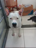 Cachorro raça Pit-Bull idade 2 a 6 meses nome Jane 