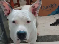 Cachorro raça Pit-Bull idade 2 a 6 meses nome Jane 