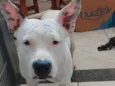 Cachorro raça Pit-Bull idade 2 a 6 meses nome Jane 
