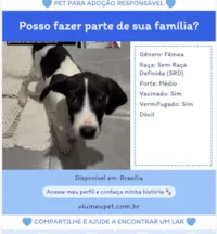 Cachorro raça SRD-ViraLata idade 2 a 6 meses nome Não possui