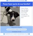 Cachorro raça SRD-ViraLata idade 2 a 6 meses nome Não possui