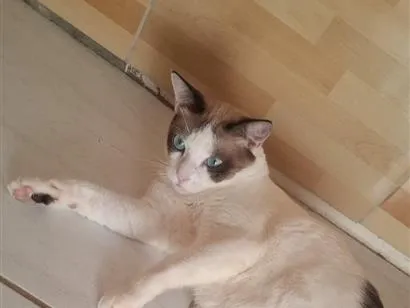 Gato raça SRD-ViraLata idade 1 ano nome Mingau