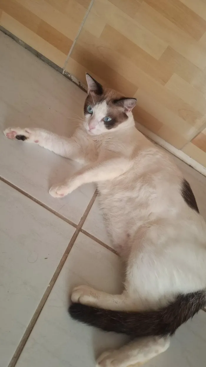 Gato raça SRD-ViraLata idade 1 ano nome Mingau