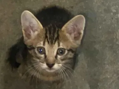 Gato raça SRD-ViraLata idade Abaixo de 2 meses nome Mabel