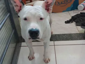 Cachorro raça Pit-Bull idade 2 a 6 meses nome Jane 