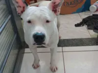 Cachorro raça Pit-Bull idade 2 a 6 meses nome Jane 