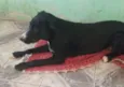 Cachorro raça SRD-ViraLata idade 7 a 11 meses nome Freddy 