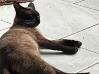 Gato raça Siamês idade 7 a 11 meses nome Siamês 