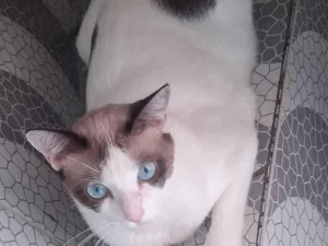 Gato raça SRD-ViraLata idade 1 ano nome Mingau