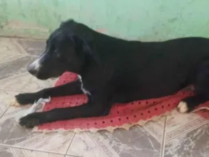Cachorro raça SRD-ViraLata idade 7 a 11 meses nome Freddy 