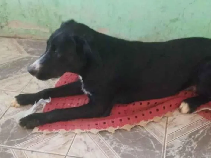 Cachorro raça SRD-ViraLata idade 7 a 11 meses nome Freddy 