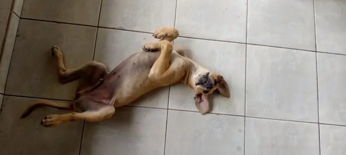 Cachorro raça SRD-ViraLata idade 7 a 11 meses nome Tchule