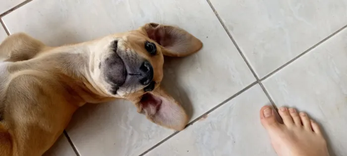 Cachorro raça SRD-ViraLata idade 7 a 11 meses nome Tchule