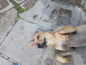 Cachorro raça SRD-ViraLata idade 7 a 11 meses nome Tchule