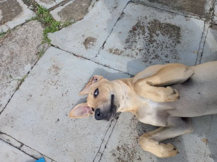 Cachorro raça SRD-ViraLata idade 7 a 11 meses nome Tchule