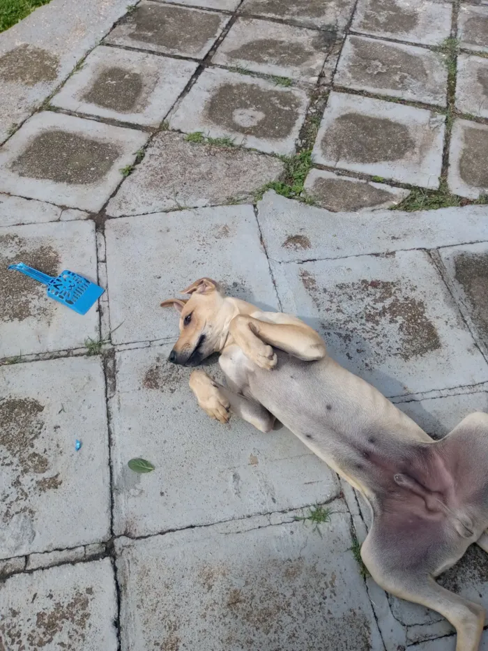 Cachorro raça SRD-ViraLata idade 7 a 11 meses nome Tchule