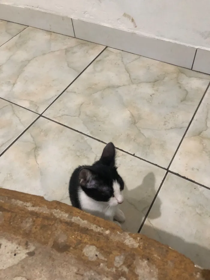 Gato raça Exótico idade 2 a 6 meses nome Não tem nome