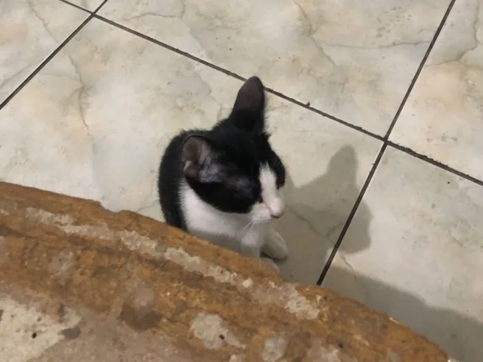 Gato raça Exótico idade 2 a 6 meses nome Não tem nome
