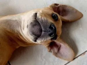 Cachorro raça SRD-ViraLata idade 7 a 11 meses nome Tchule