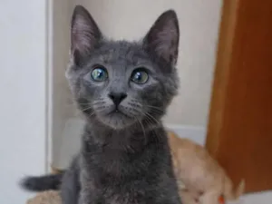 Gato raça SRD-ViraLata idade 2 a 6 meses nome Romeo 