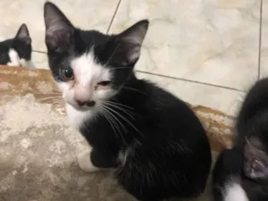 Gato raça Exótico idade 2 a 6 meses nome Não tem nome