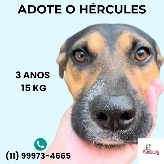 Cachorro raça SRD-ViraLata idade 3 anos nome HÉRCULES