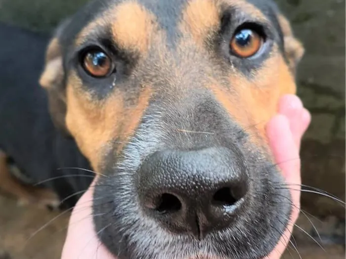 Cachorro raça SRD-ViraLata idade 3 anos nome HÉRCULES