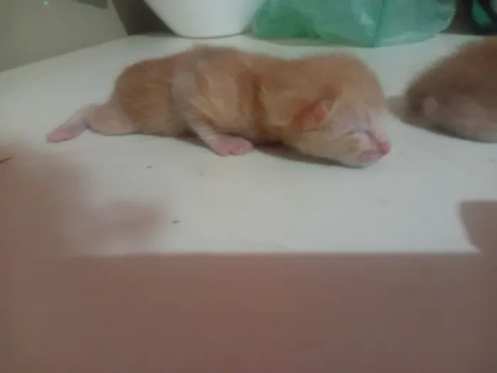 Gato raça SRD-ViraLata idade Abaixo de 2 meses nome Ainda nao tem nome 