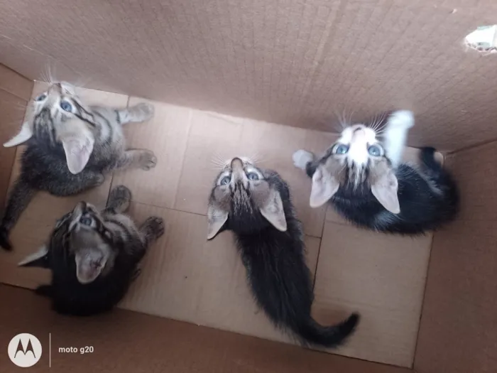 Gato raça SRD-ViraLata idade Abaixo de 2 meses nome Filhotes 