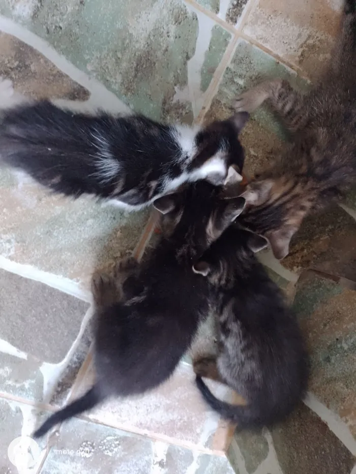 Gato raça SRD-ViraLata idade Abaixo de 2 meses nome Filhotes 