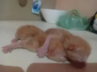 Gato raça SRD-ViraLata idade Abaixo de 2 meses nome Ainda nao tem nome 