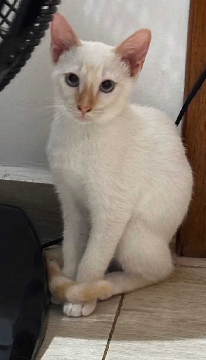 Gato raça SRD-ViraLata idade 2 a 6 meses nome Bart